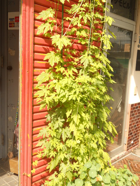 ���X�̑O�ŃO���[���J�[�e���̗l�ɃS�[������ĂĂ��܂�(^^)v