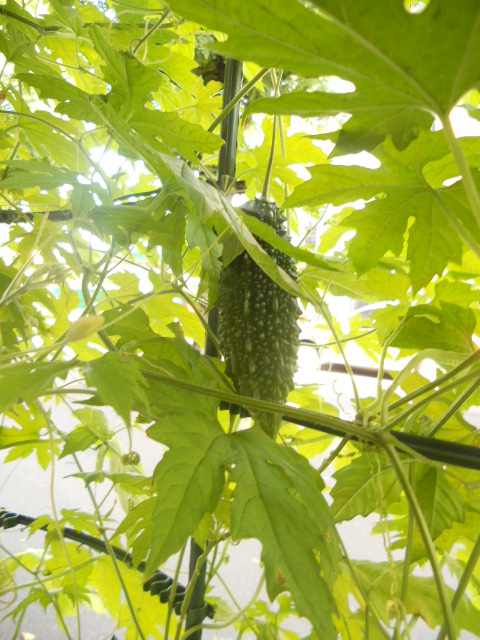 �����@�����傫���Ȃ��Ă���S�[���������ā�����ā�