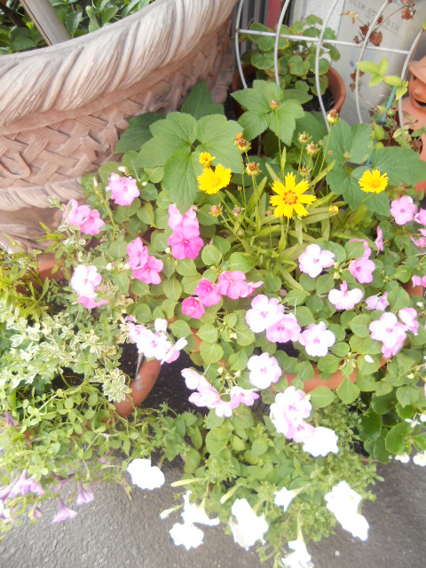 ���ԑ�D���I�I