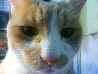 ���悯�ɂȂ邩���c�̃K���~�灚